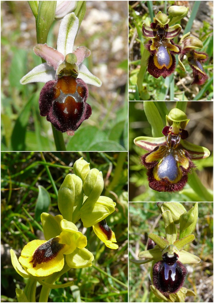 Orchidee in Sardegna, un fine settimana a 78 giri!